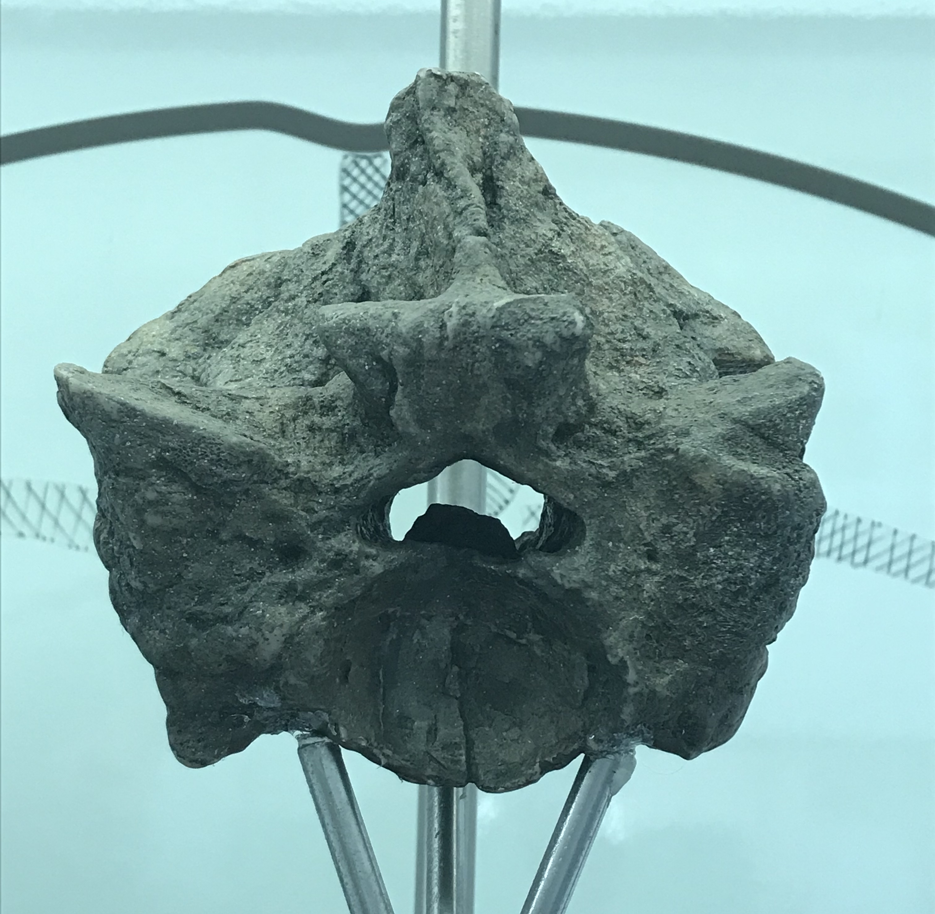 Titanoboa paratype dorsal vertebra displayed alongside a scale bar for size reference