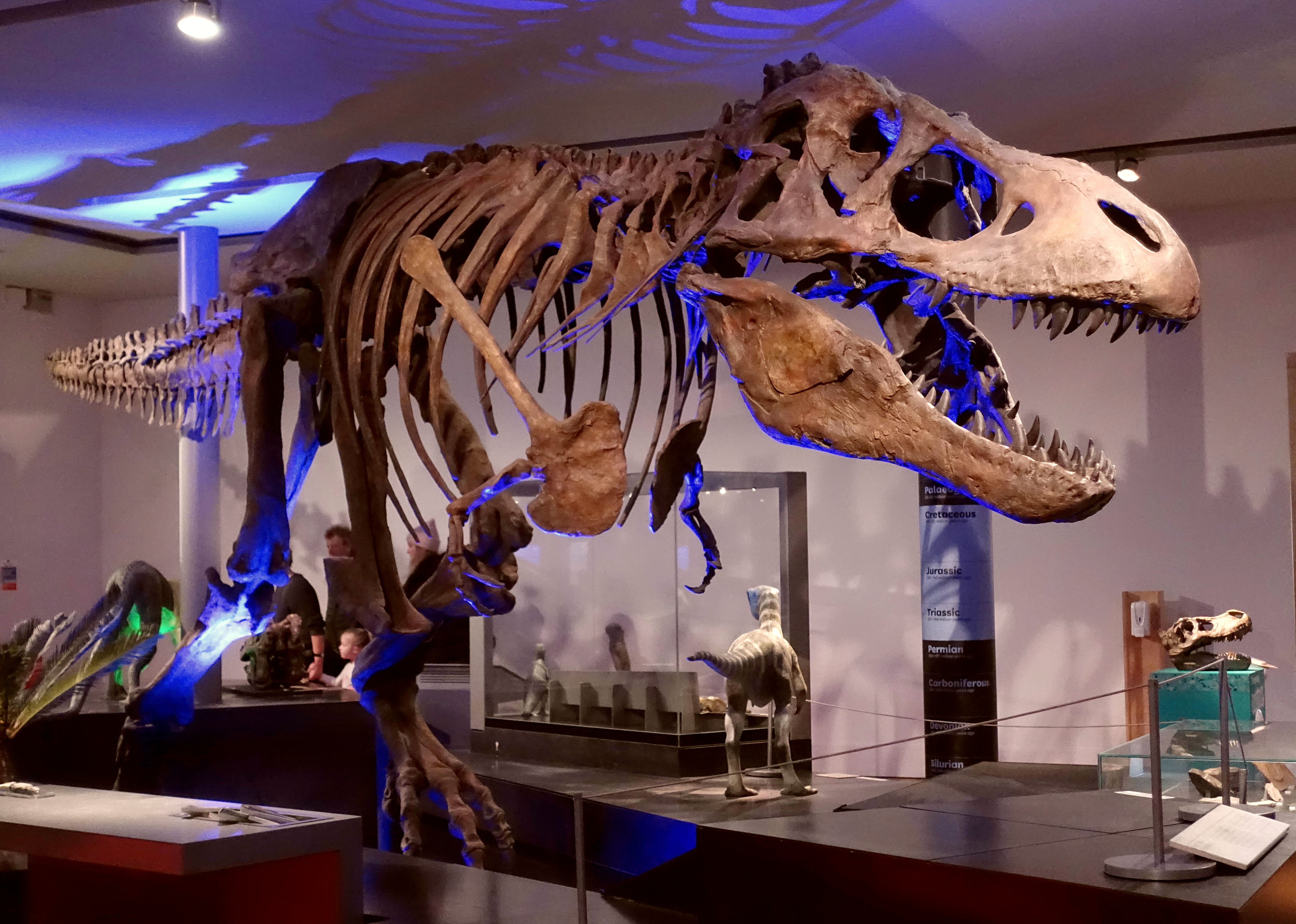 Tyrannosaurus rex skeleton displayed at a natural history museum, towering over visitors