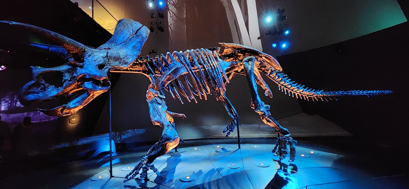 Mounted Triceratops skeleton showing its three horns and broad neck frill in a museum hall