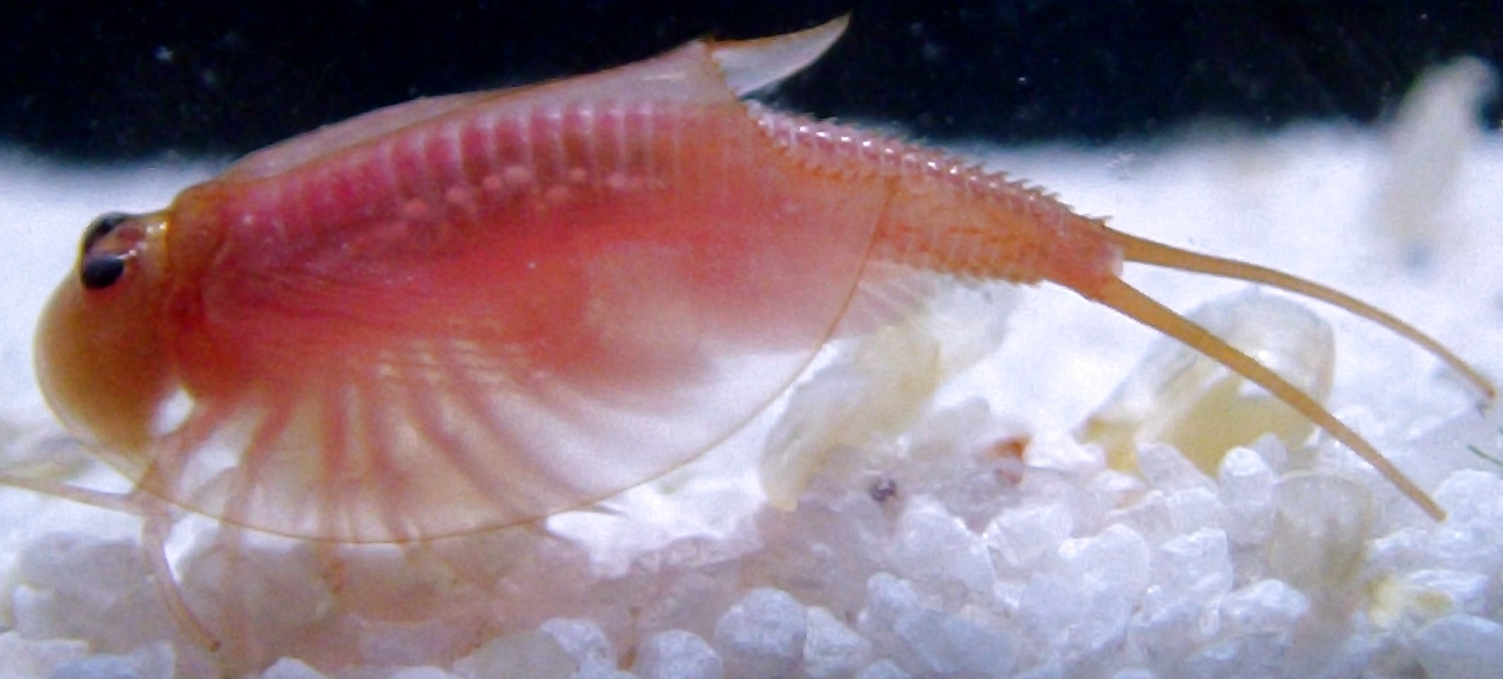 Albino Triops cancriformis Beni-Kabuto Ebi variant showing translucent pinkish carapace