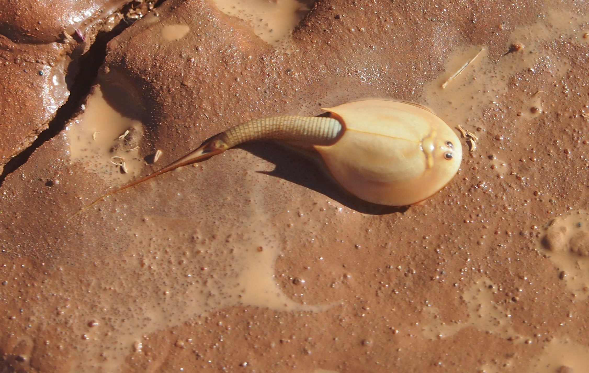 Triops australiensis with silvery-grey body swimming in shallow water