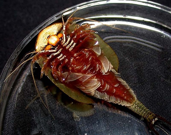 Underside view of Triops australiensis showing legs and gill structures