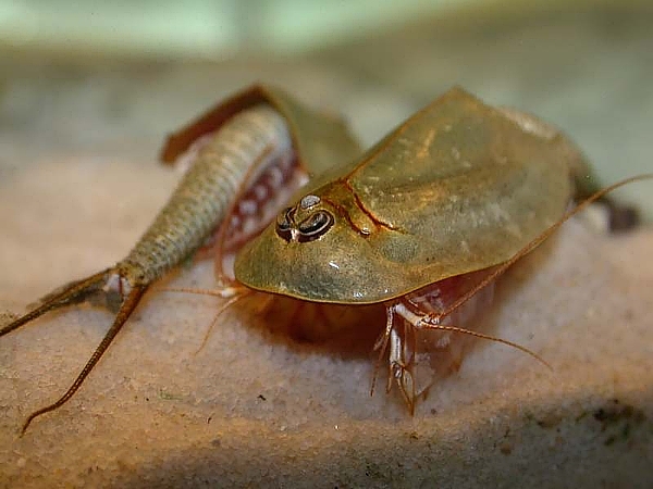 Triops australiensis in profile showing elongated body and multiple pairs of swimming legs