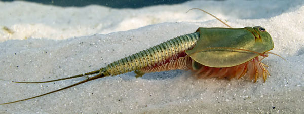 Triops australiensis in natural habitat