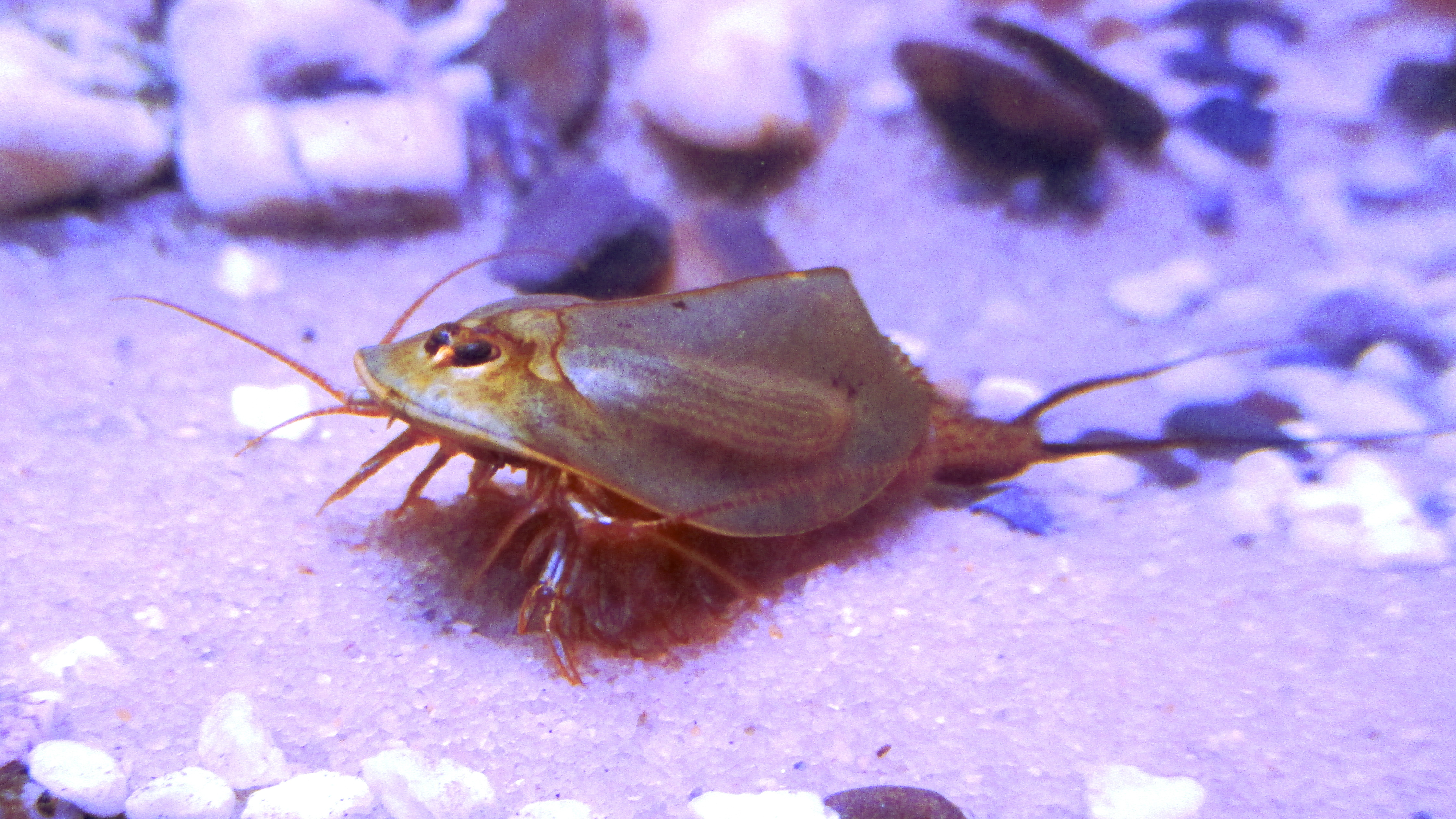 Green-colored Triops cancriformis from a Spanish subspecies resting on a leaf