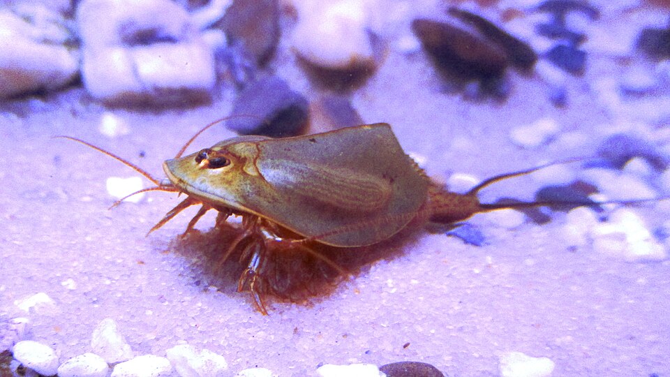 Triops cancriformis European tadpole shrimp photographed in a shallow pool in Spain
