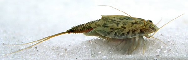 Triops cancriformis tadpole shrimp