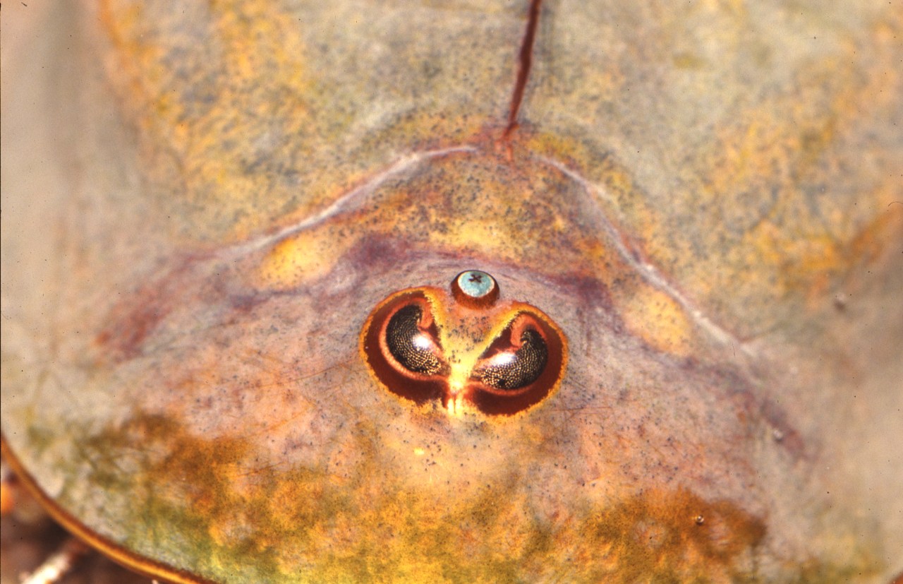 Close-up of Triops head showing the small naupliar eye between the two compound eyes