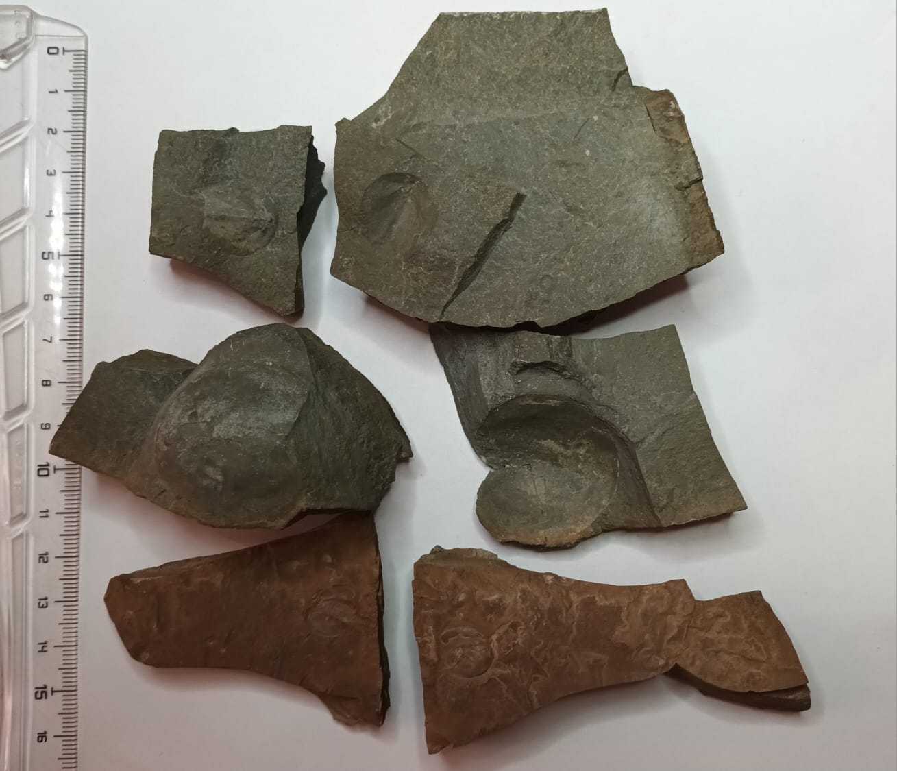 Fossilized Triops cancriformis exuviae from Permian-Triassic sedimentary rock