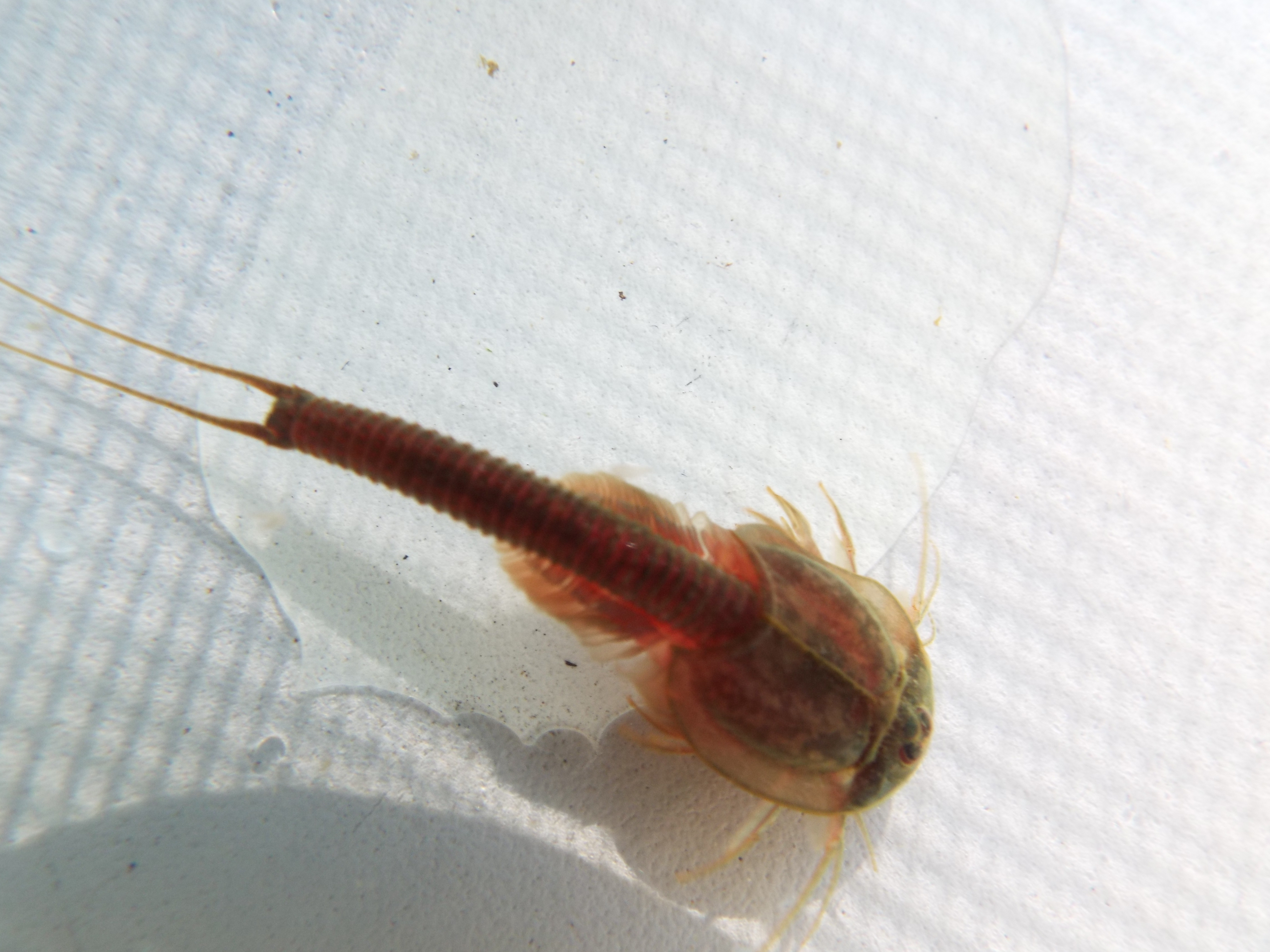 Triops granarius viewed from above, showing the characteristic shield-shaped carapace and three eyes