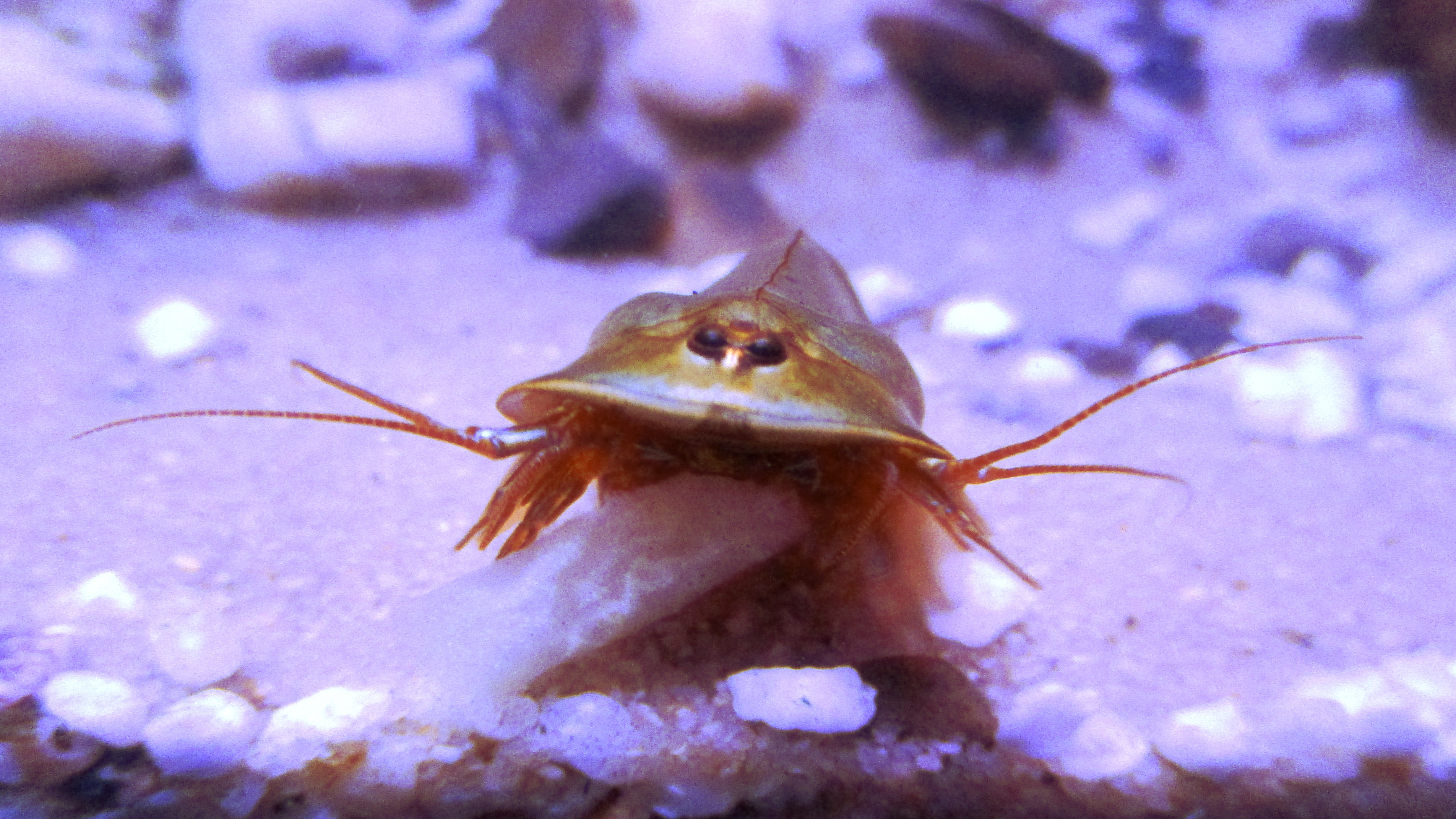 Triops cancriformis from northern Spain