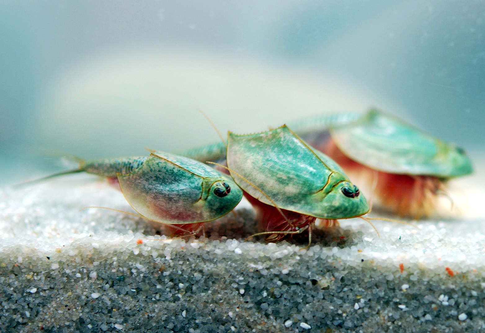 Group of adult Triops longicaudatus feeding together in a shallow aquarium environment