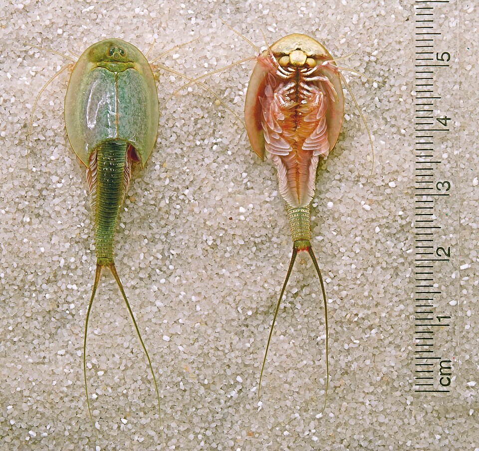 Dorsal and ventral view of Triops longicaudatus specimens
