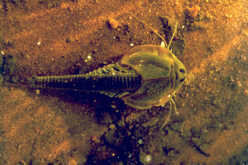 Adult Triops longicaudatus specimen showing the elongated abdomen and tail filaments