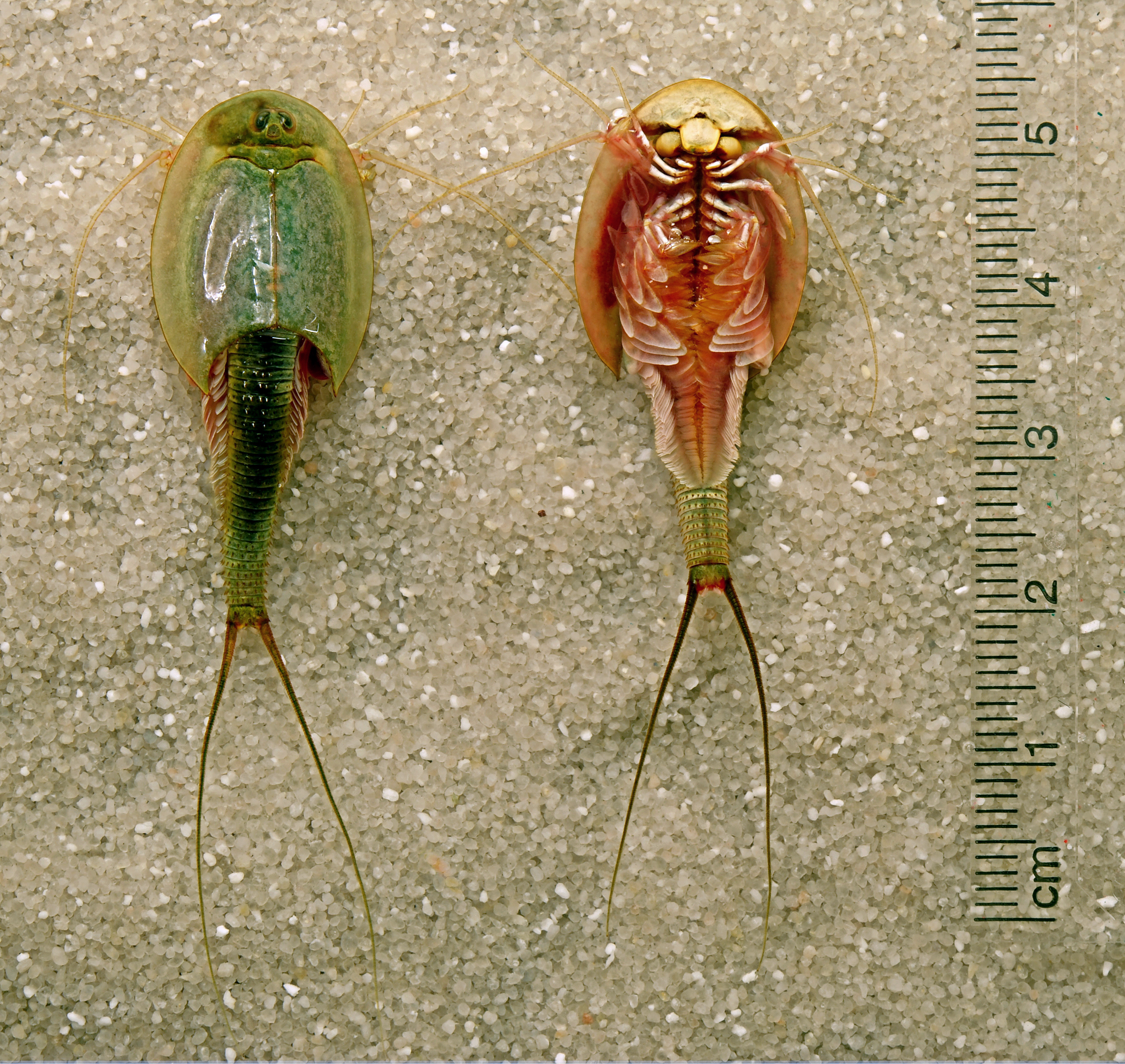 Ventral view of Triops longicaudatus showing dozens of pairs of leaf-like legs (phyllopodia) used for feeding, swimming, and breathing
