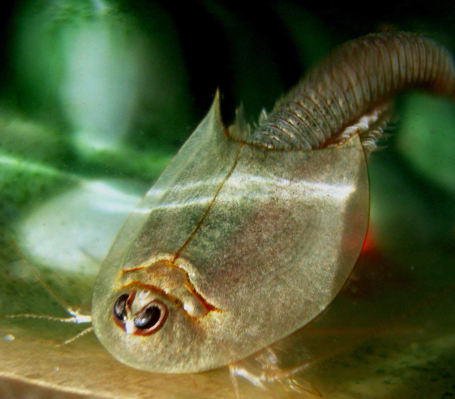 Triops longicaudatus, the most widespread species found in rice paddies across the Americas