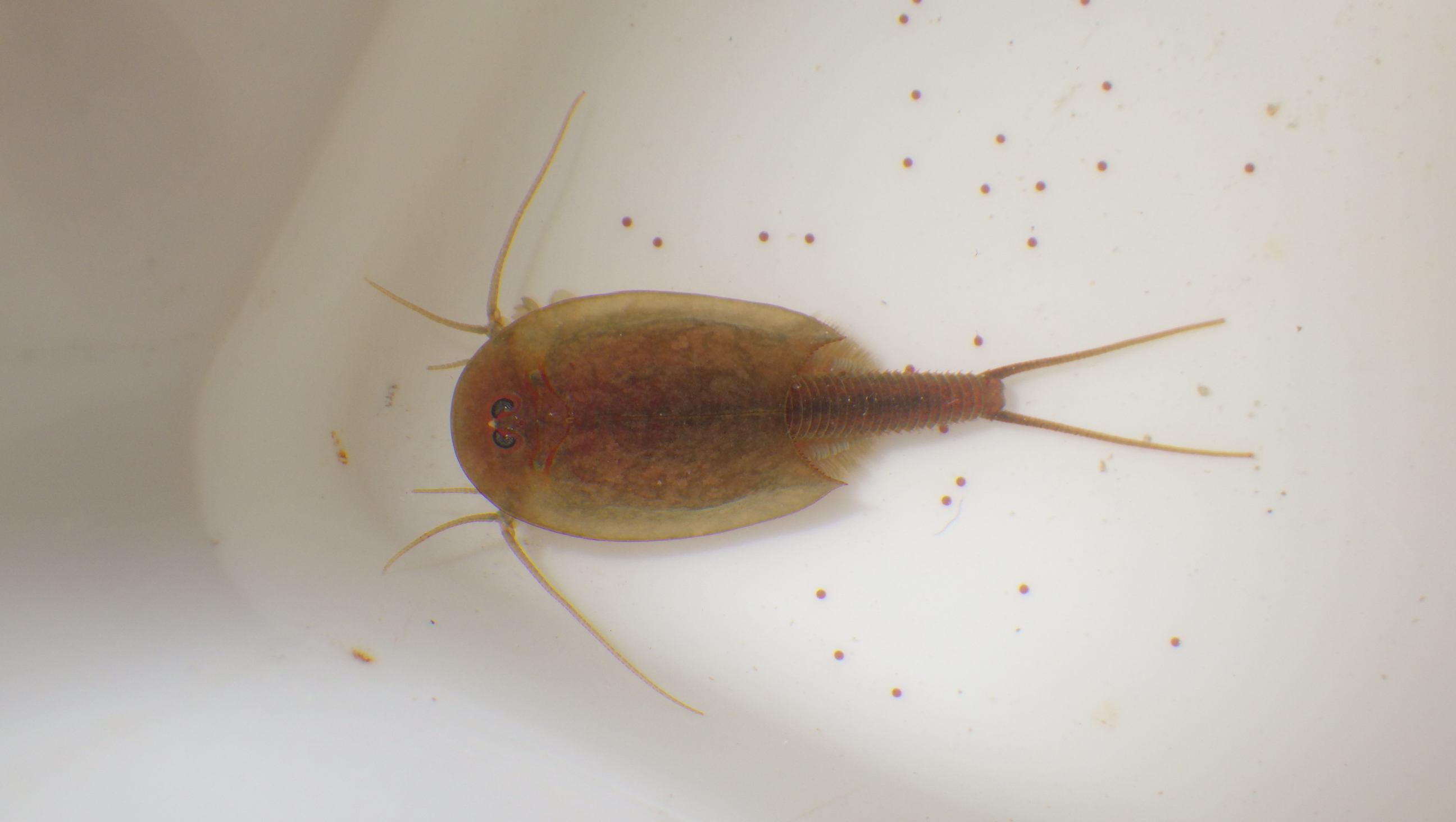 Triops sinensis, an Asian tadpole shrimp species closely related to the Japanese Beni-Kabuto Ebi variant