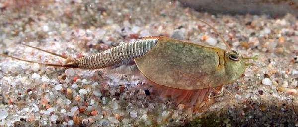 Triops longicaudatus, the American tadpole shrimp species used as natural pest control in rice paddies