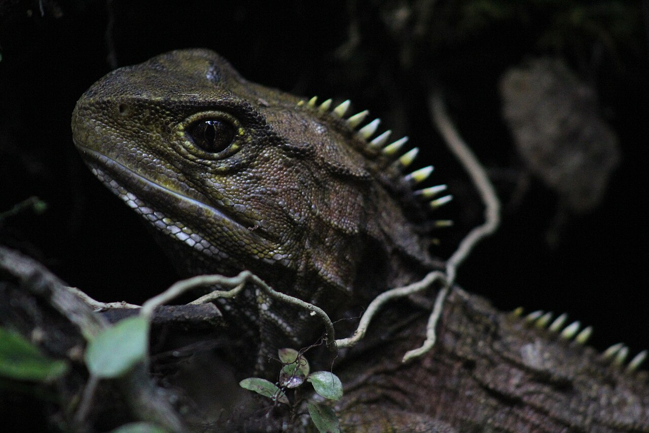 Close up of a tuatara head showing the beak-like jaw and rows of teeth