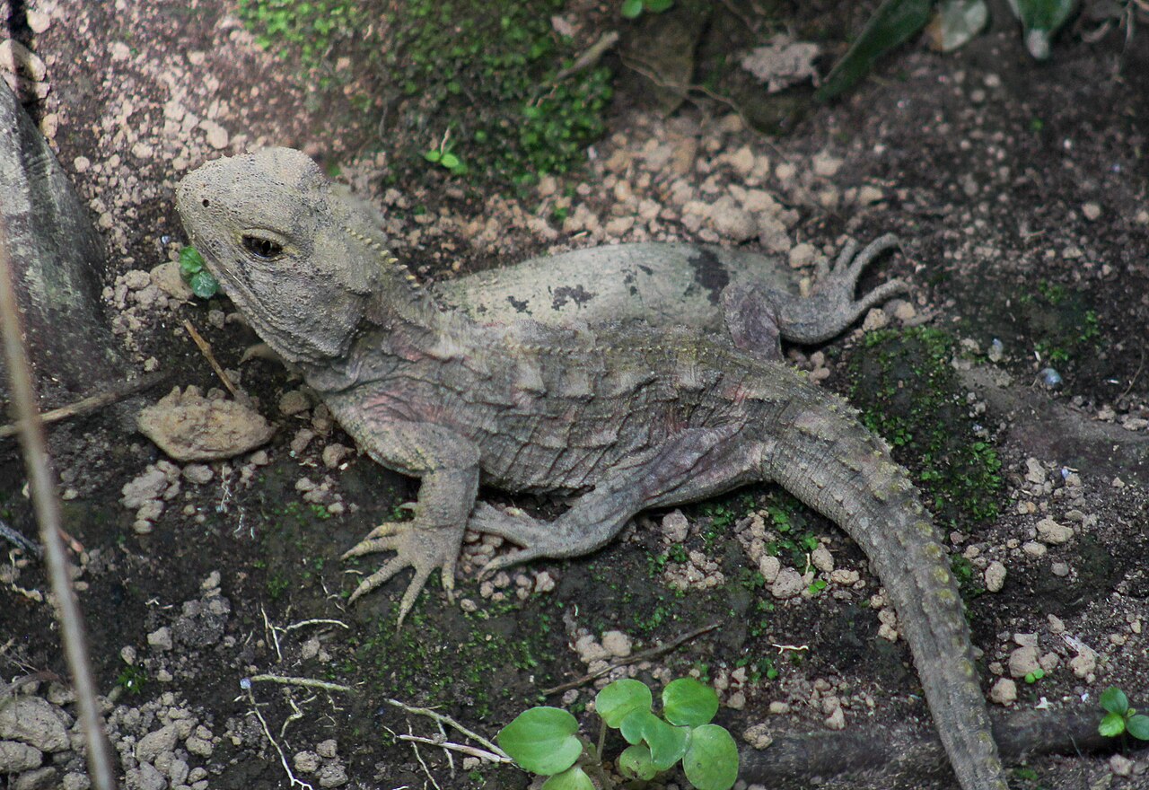 Juvenile tuatara on mossy ground with the pale parietal eye visible on its head