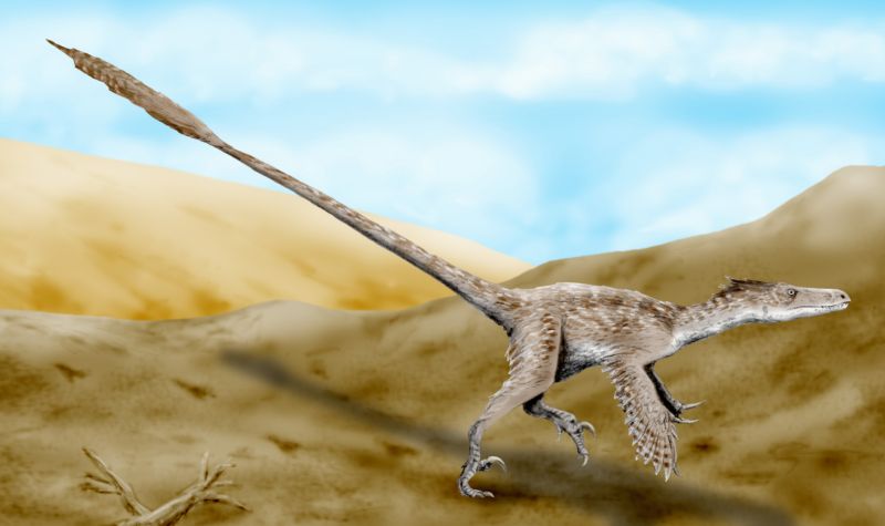 Life restoration of Velociraptor mongoliensis standing among the sand dunes of the ancient Djadochta desert