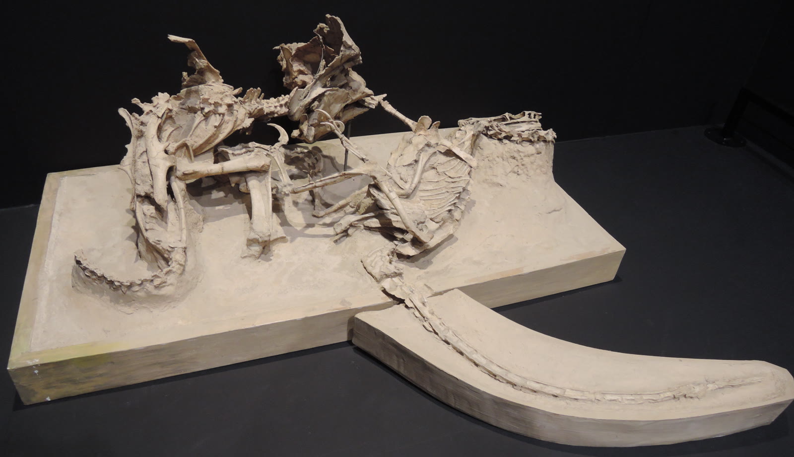 The Fighting Dinosaurs fossil showing Velociraptor locked in combat beneath Protoceratops in Mongolian sandstone