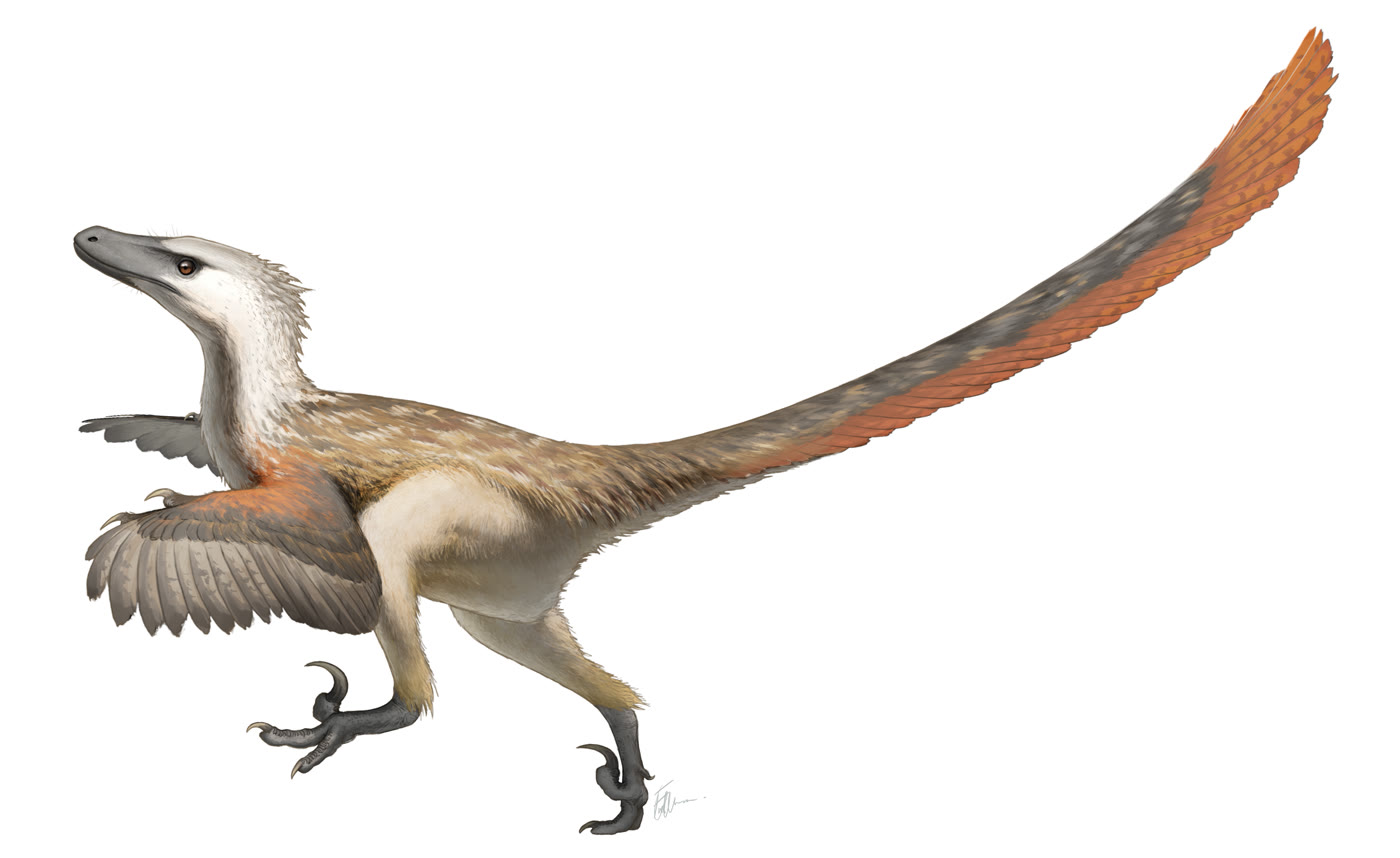 Life restoration of a feathered Velociraptor running with its long feathered tail lifted behind it