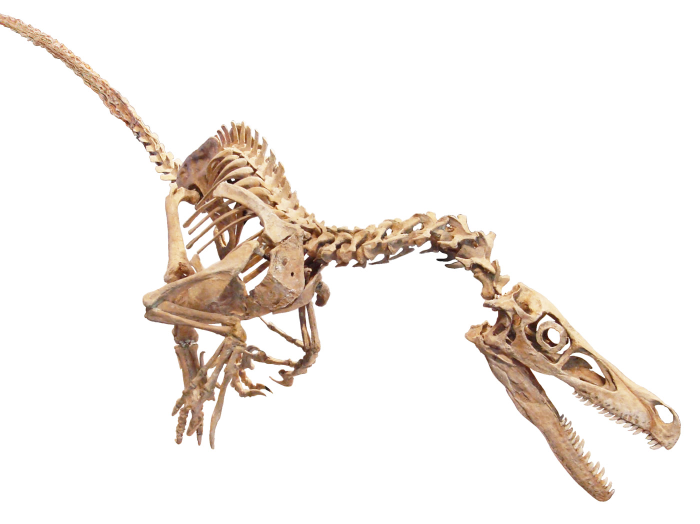 Mounted cast of a Velociraptor mongoliensis skeleton with its raised sickle claw clearly visible