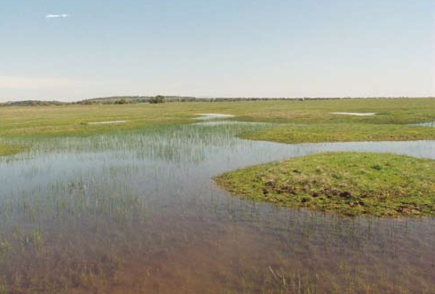 A vernal pool in California surrounded by grassland