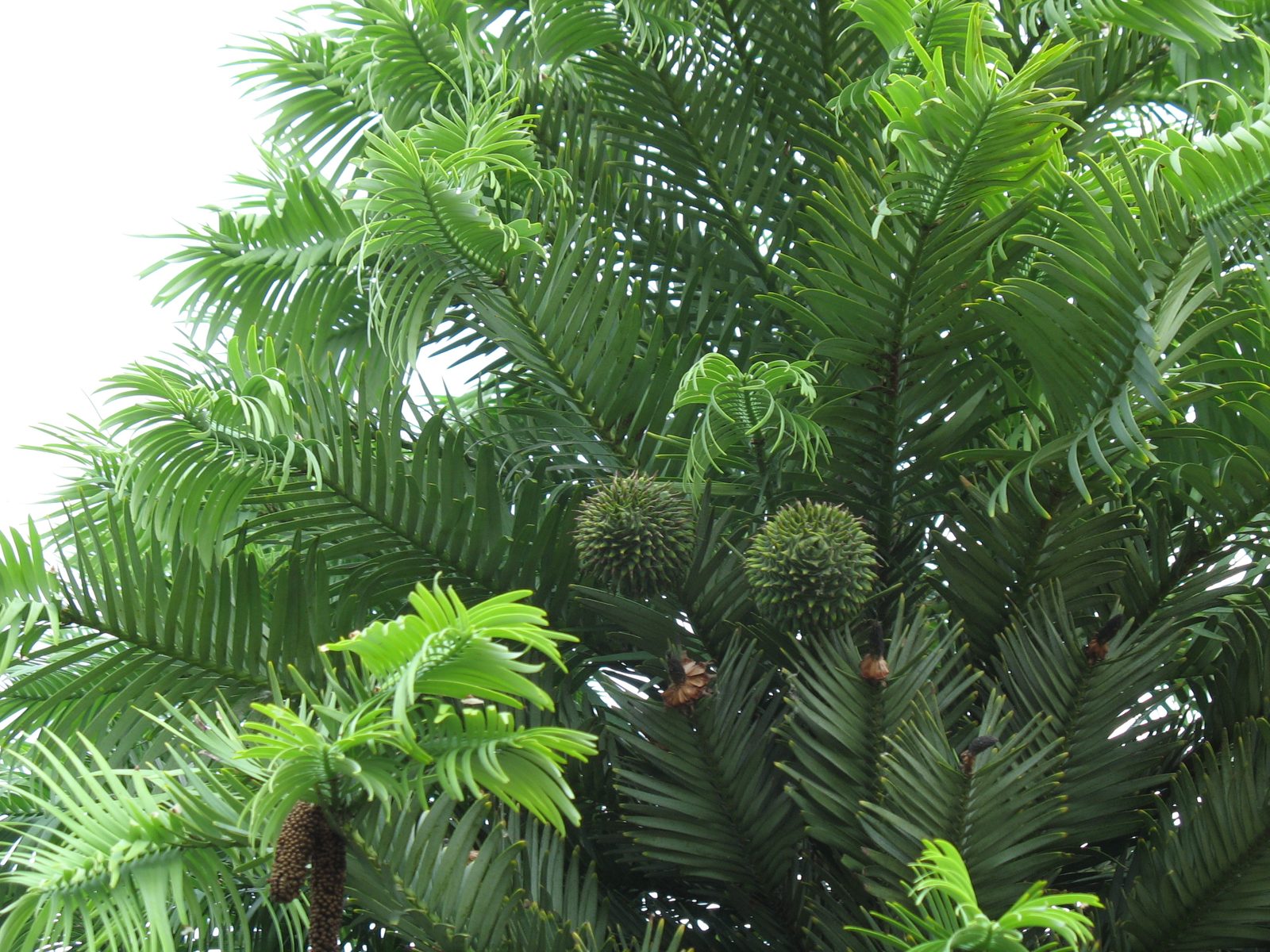 Round pollen cones of Wollemia nobilis, a tree once known only from Cretaceous fossils