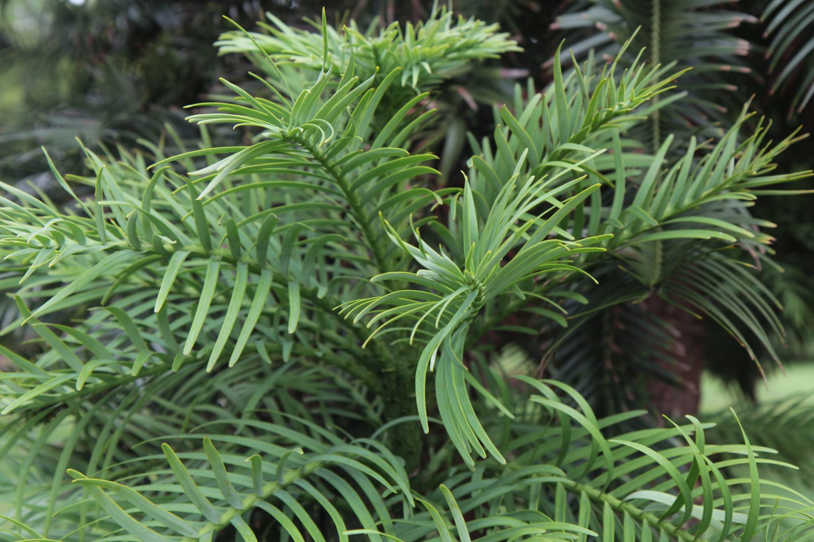 Flat sprays of Wollemi pine foliage, resembling the fossil leaves of Araucariaceae