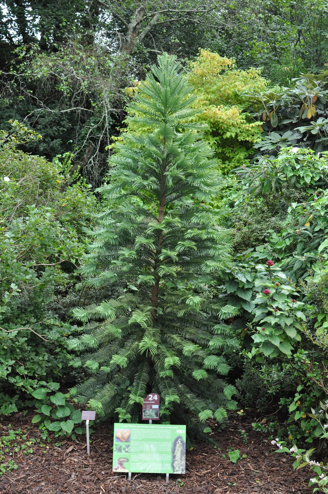 A young Wollemi pine showing its full pendulous canopy and unusual branching