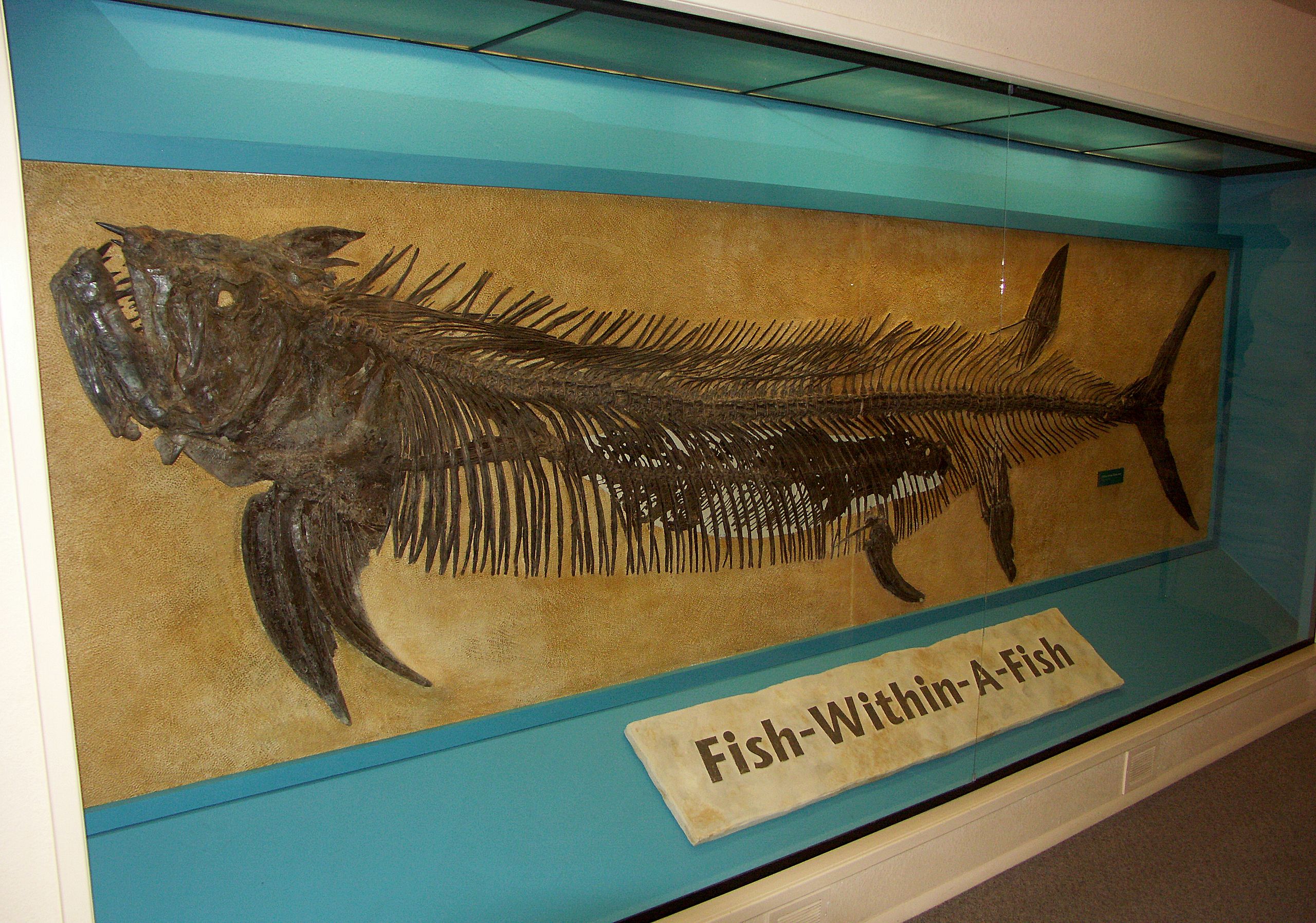 The famous fish-within-a-fish specimen of Xiphactinus with Gillicus inside its ribcage