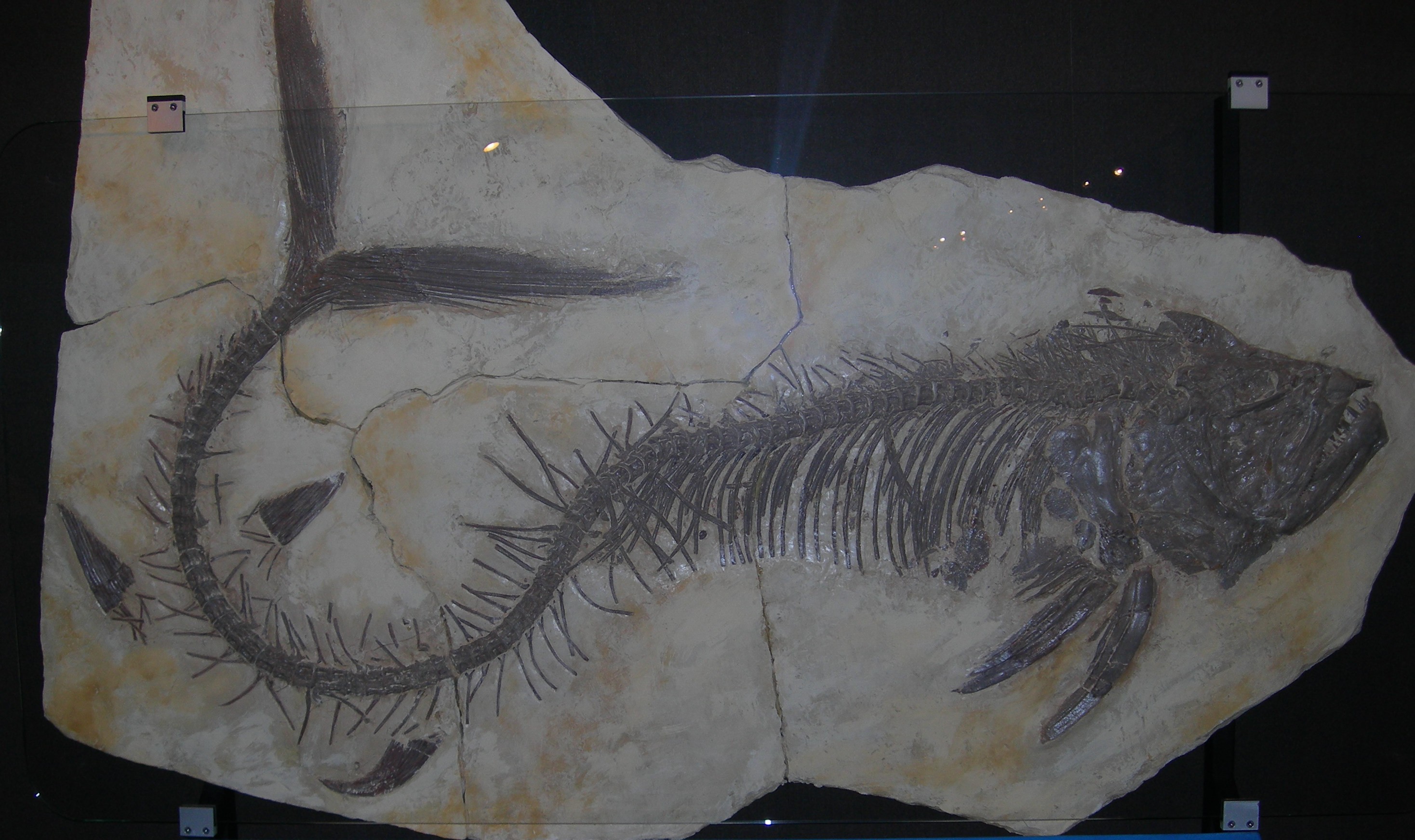 Nearly complete Xiphactinus audax fossil with long jaw and fang-like teeth on display