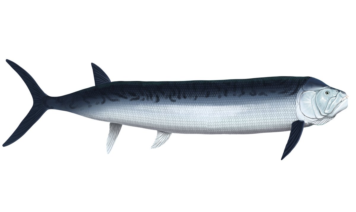 Life restoration of Xiphactinus audax swimming with jaws open in the Cretaceous sea